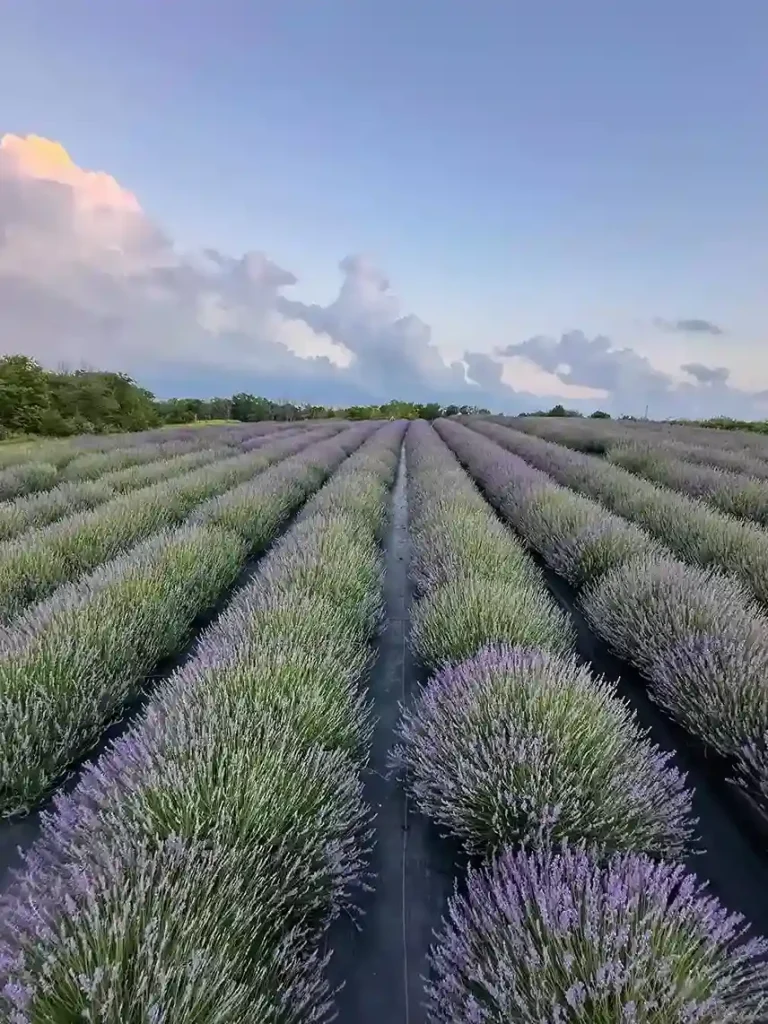 1 Lavender Lavandula