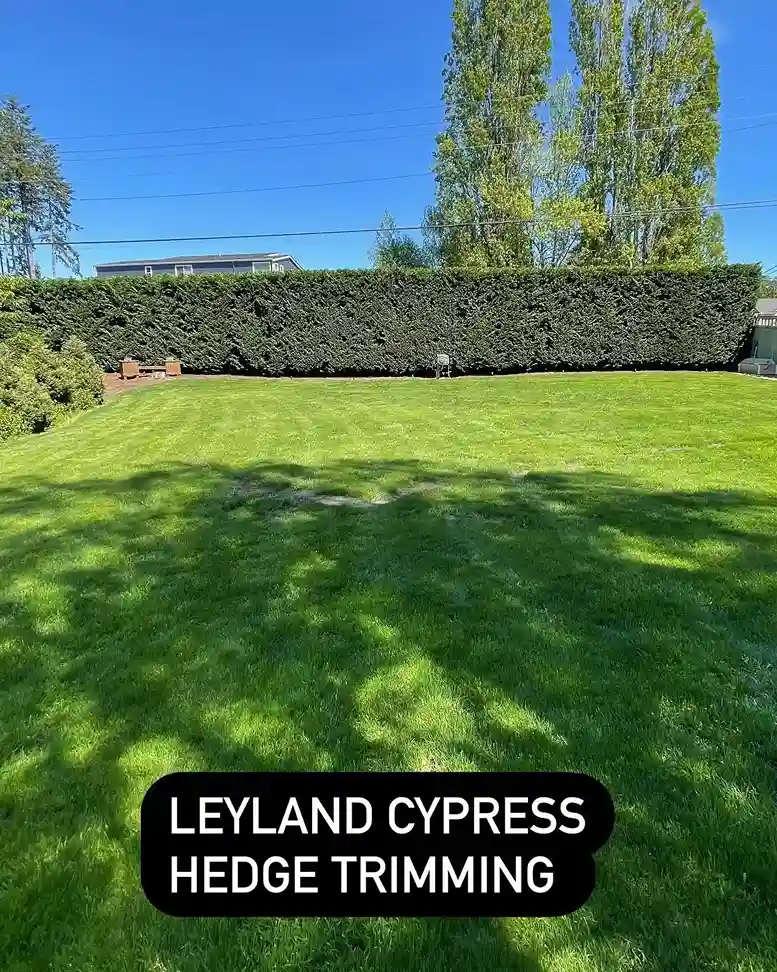 1 Leyland Cypress