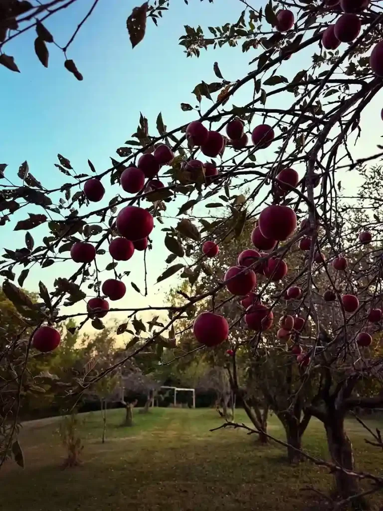 1 What Is a Backyard Orchard