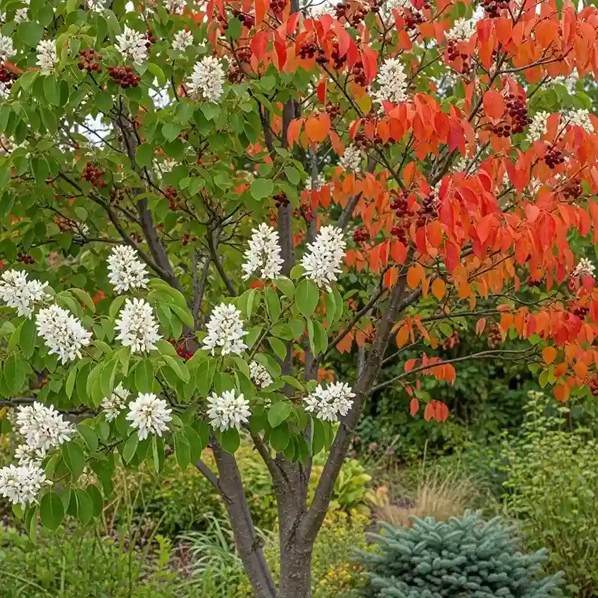10 Amelanchier Serviceberry