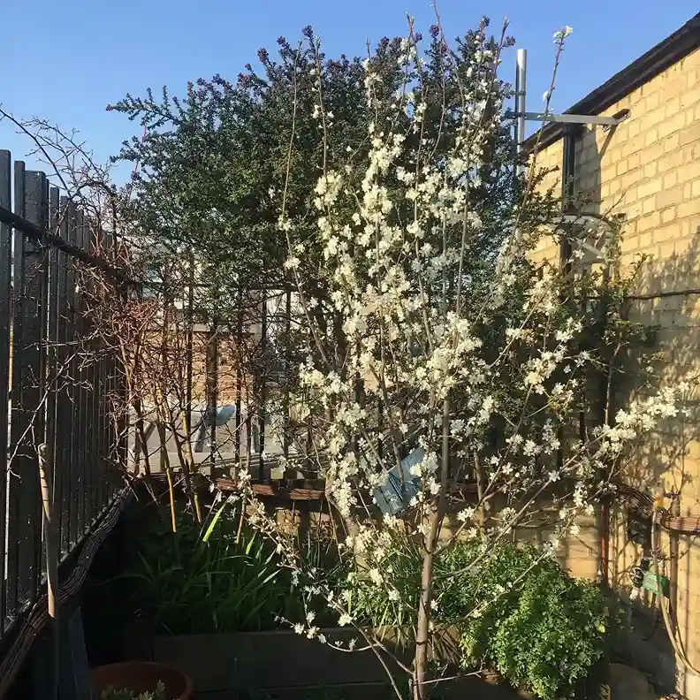 10 Damson Prunus insititia