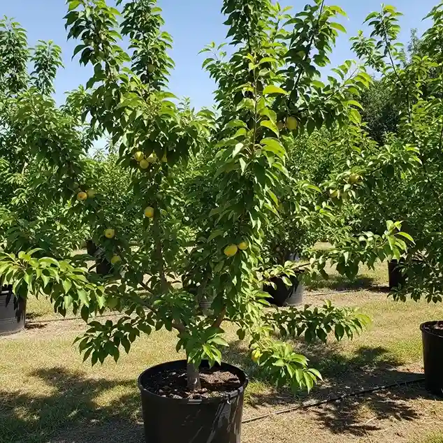 10 Pollination in a Backyard Orchard