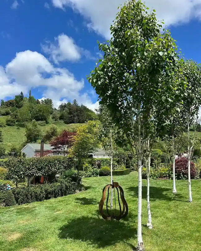 10 White Spire Senior Birch