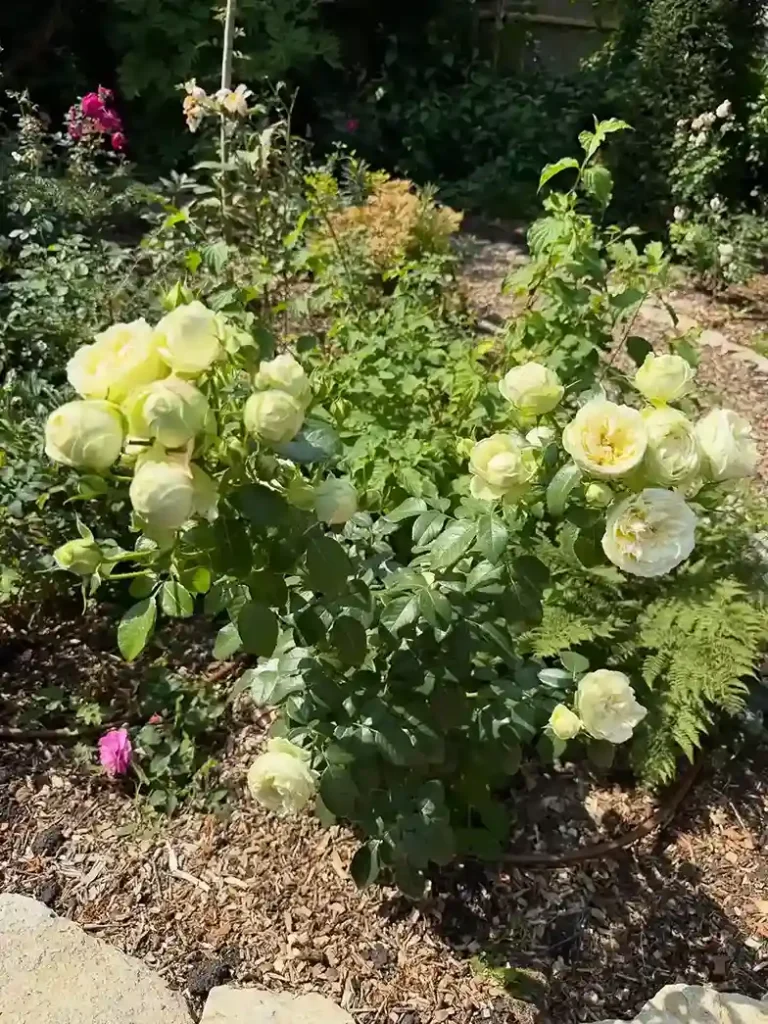 10. Yellow Rose Garden