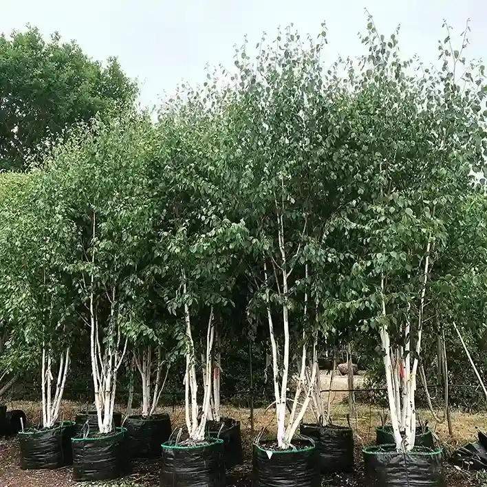 11 Himalayan Birch
