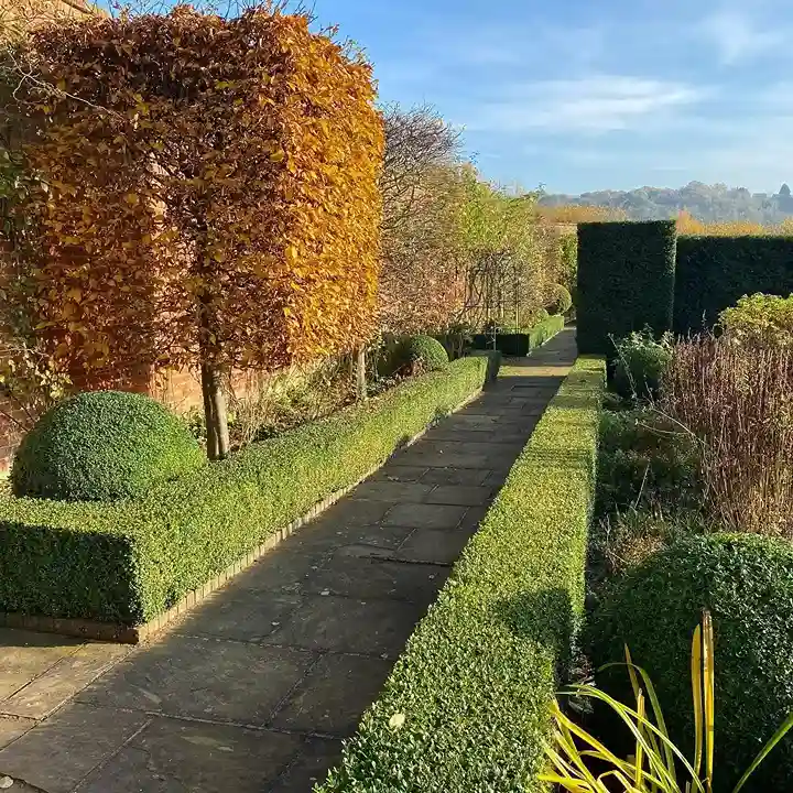 11 Hornbeam Carpinus betulus