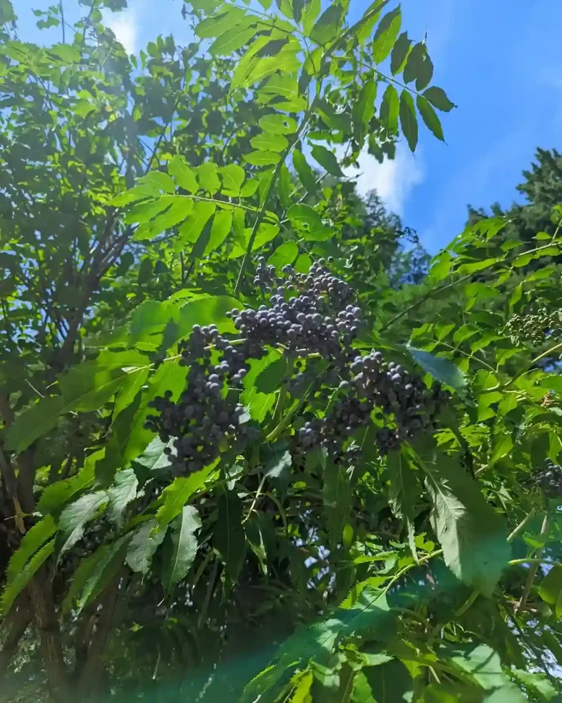 12 Elderberry Sambucus nigra