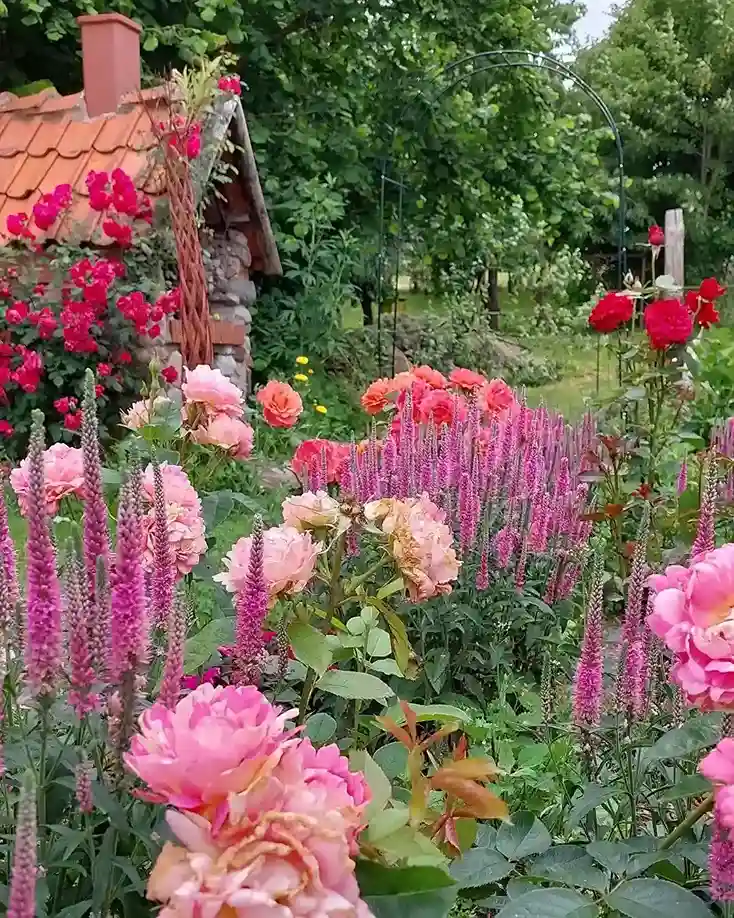 12. Ground Cover Rose Garden