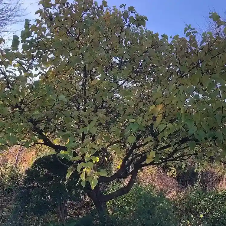 13 Mulberry Morus nigra