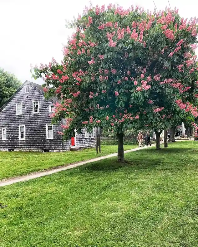 14 Chestnut Aesculus hippocastanum
