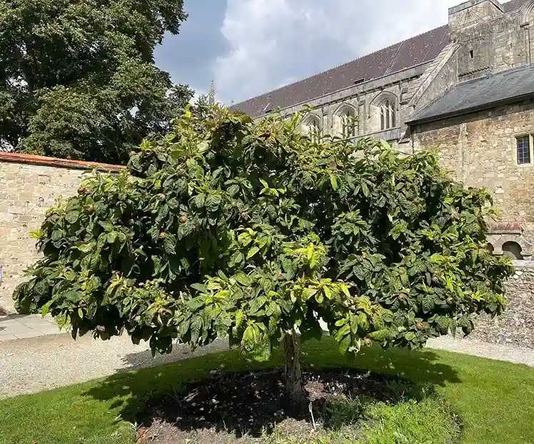 14 Medlar Mespilus germanica