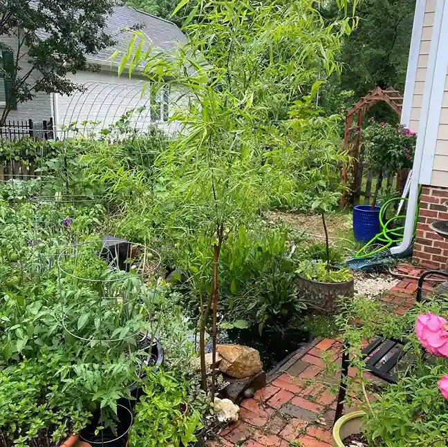 14 Weeping Willow Root System