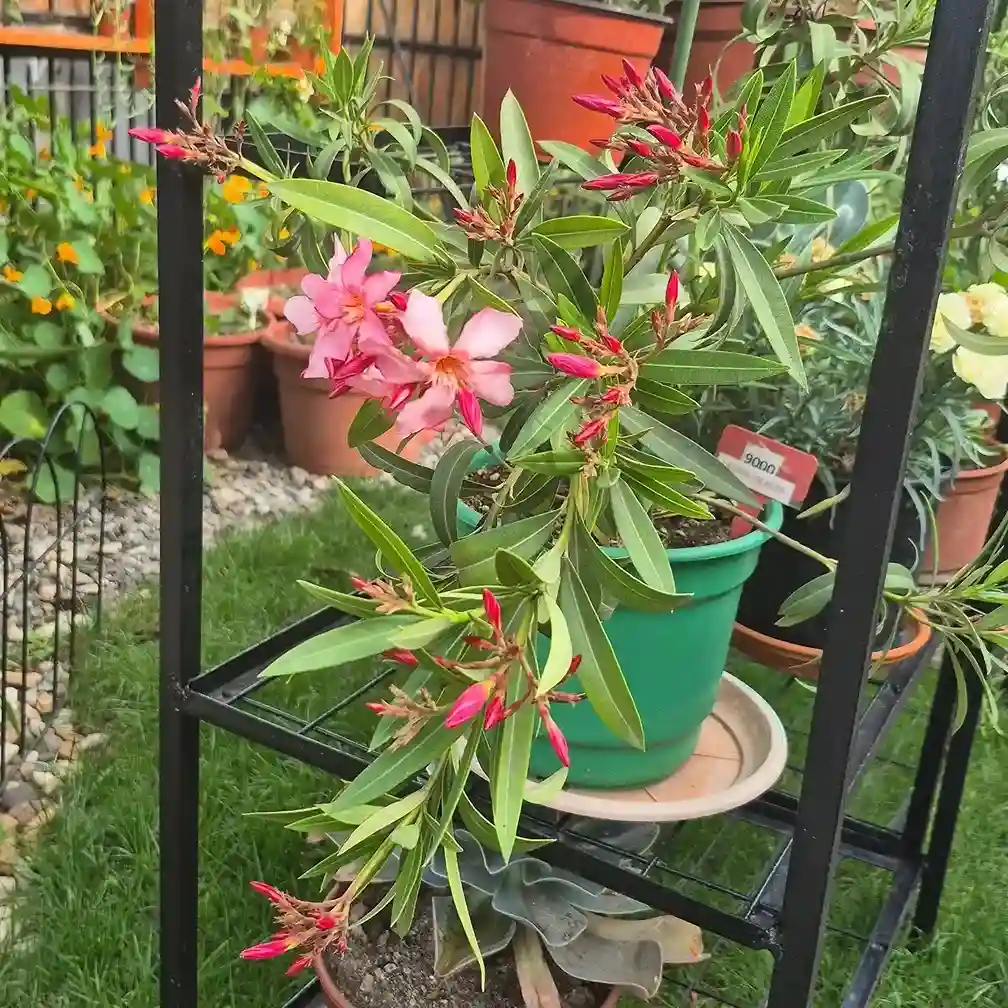 16 Oleander Nerium oleander
