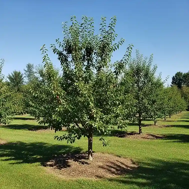 16 Pest and Disease Management in an Orchard