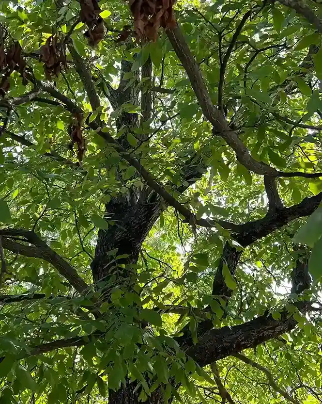 16 Walnut Juglans regia