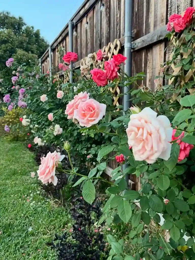 16. Rose Garden Against a Wall