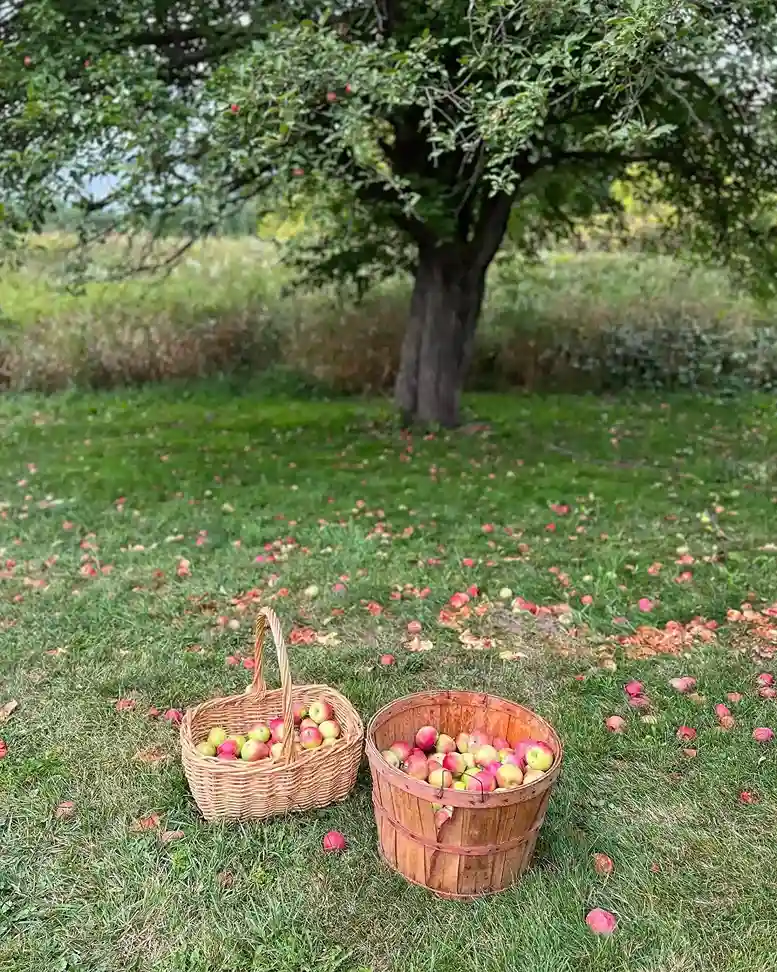 17 Harvesting Fruit from a Backyard Orchard