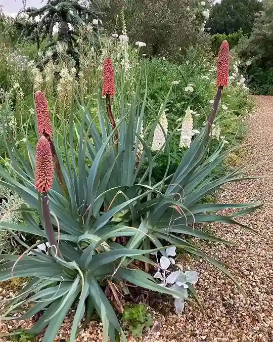17 Kniphofia Red Hot Poker