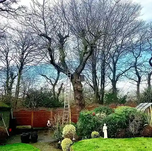 17 Sweet Chestnut Castanea sativa