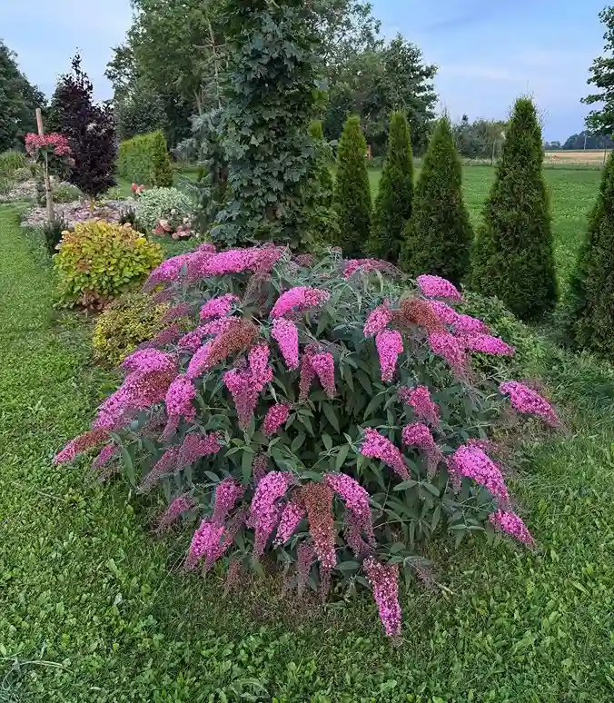 18 Buddleja Butterfly Bush