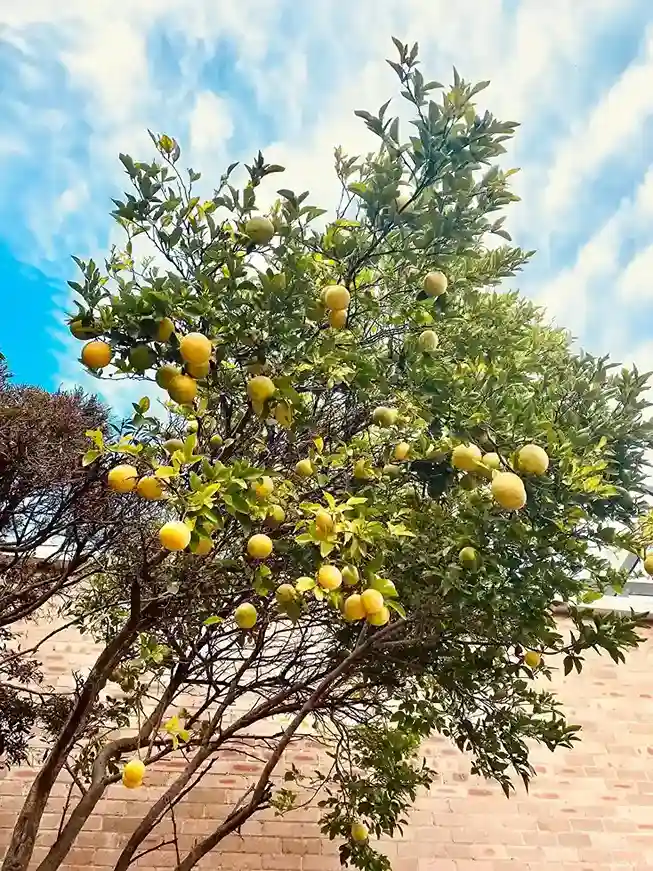 18 Lemon Citrus limon