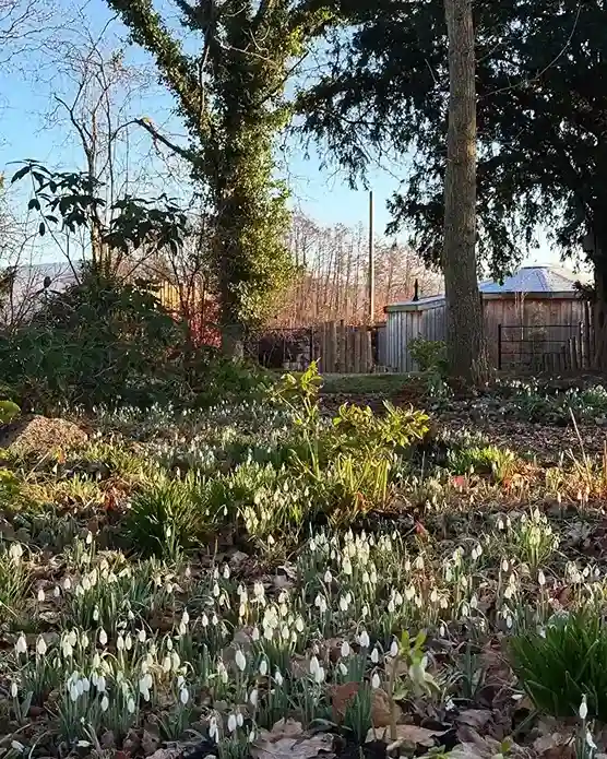 18 Snowdrop Woodland Garden