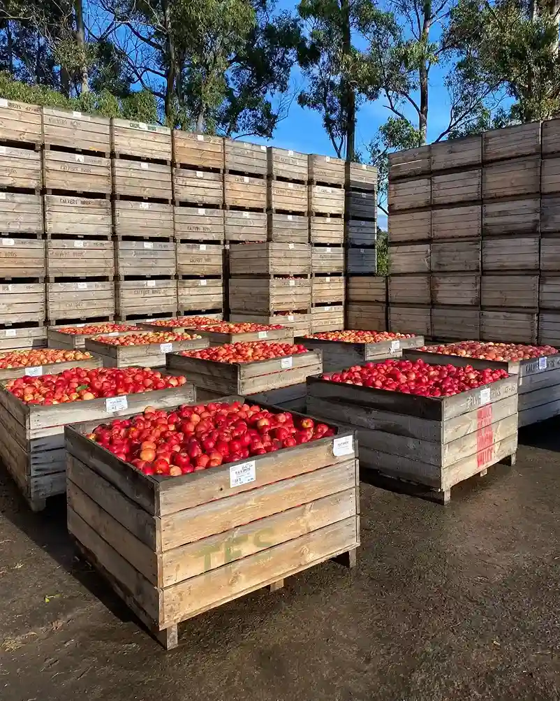 18 Storing and Preserving Your Orchard Harvest