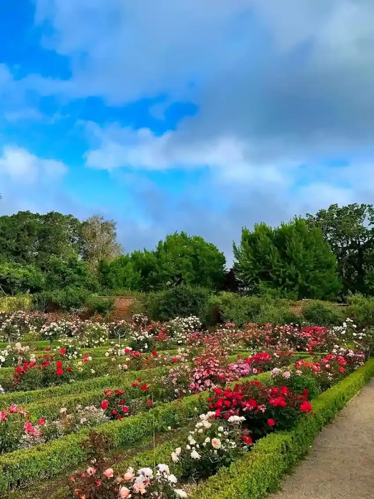 18. Wild Rose Garden