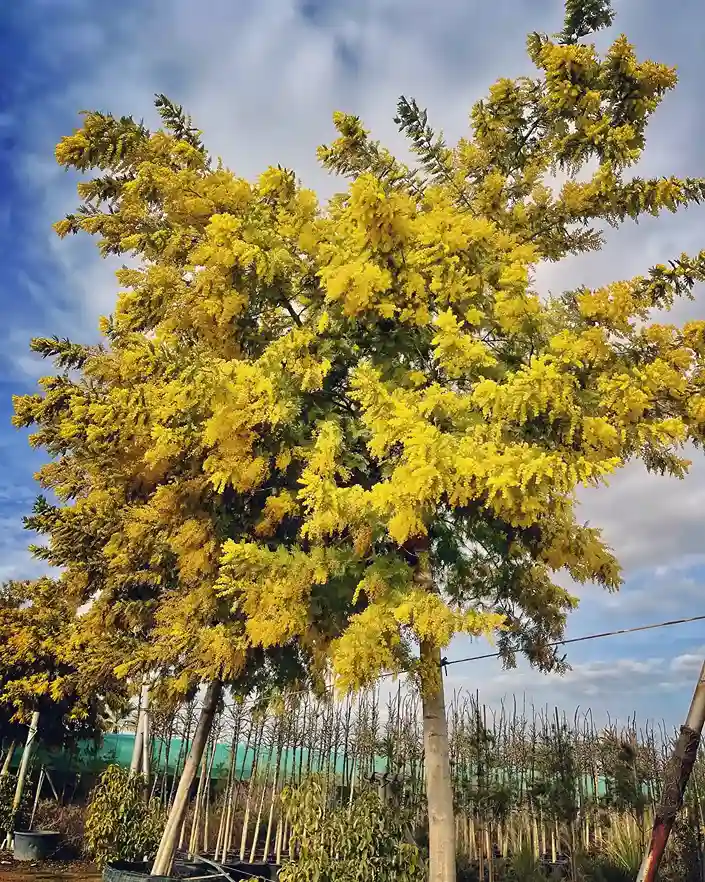 19 Acacia Mimosa — Acacia dealbata