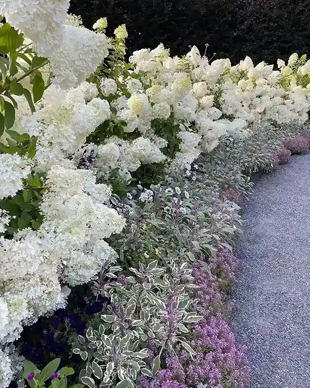 19 Hydrangea paniculata