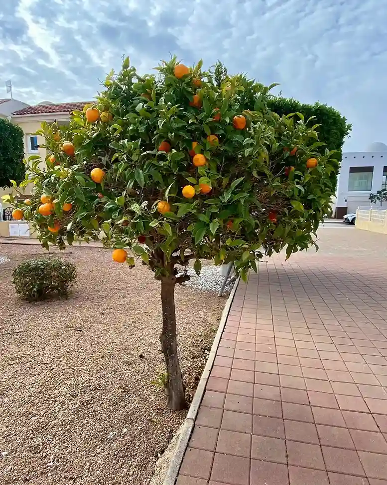 19 Orange Citrus sinensis