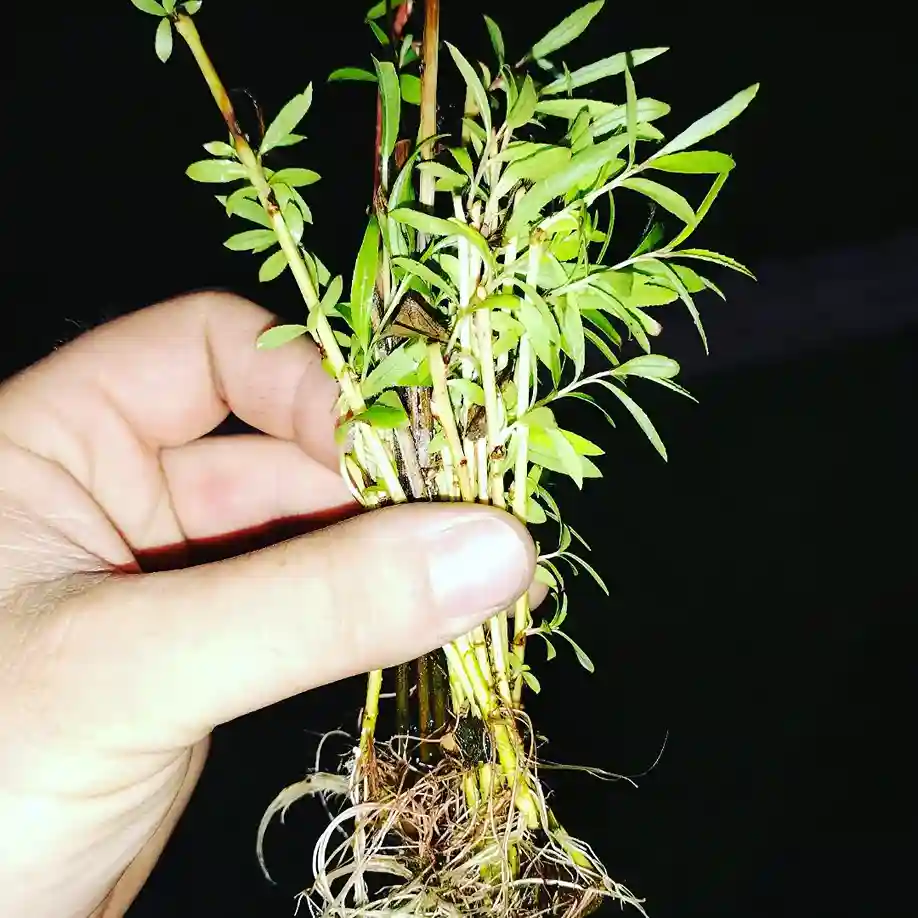 19 Propagating Weeping Willow Trees