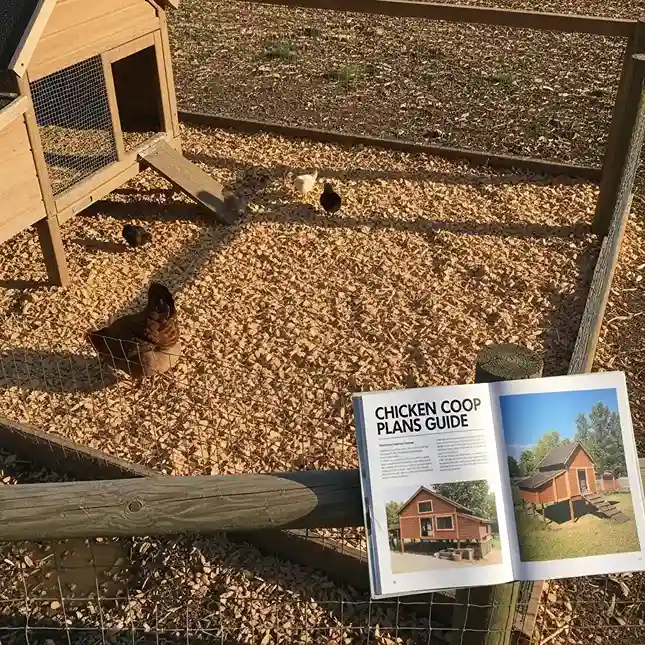 19 Wood Chips Around the Chicken Coop