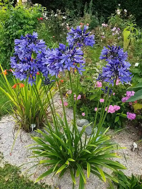 2 Agapanthus African Lily