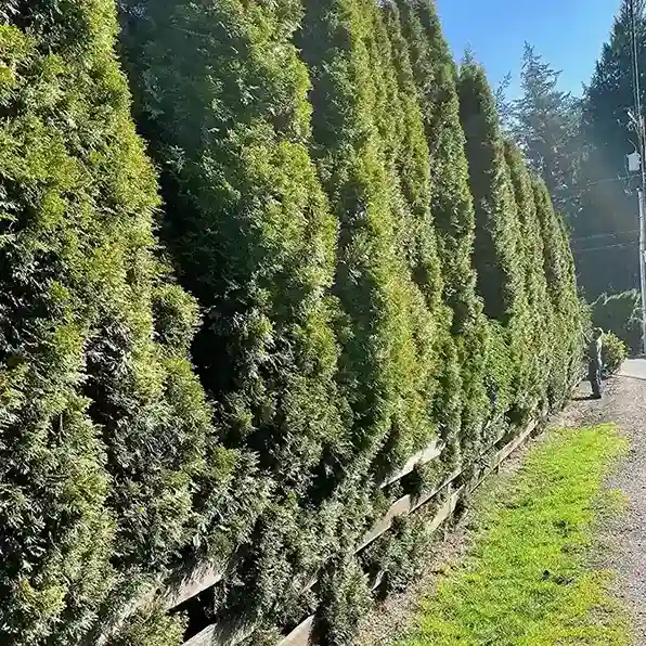 2 Giant Arborvitae Thuja standishii x plicata