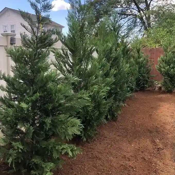 2 Leyland Cypress