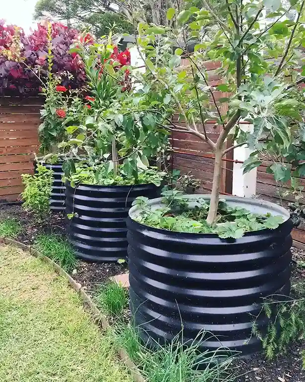 2 Pear Pyrus communis