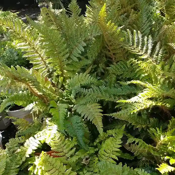 2 Woodland Fern Border