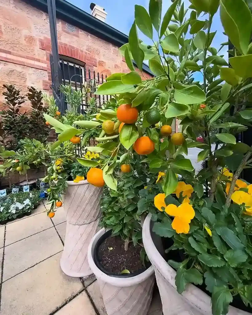 20 Lime Citrus aurantiifolia