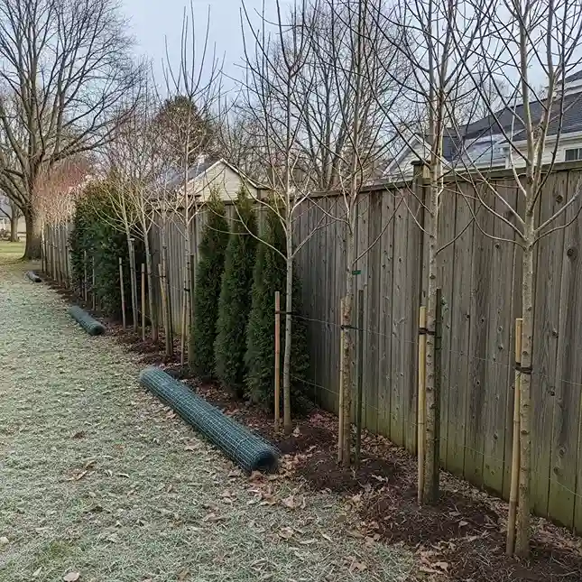 21 Budget Privacy Trees Along Fence