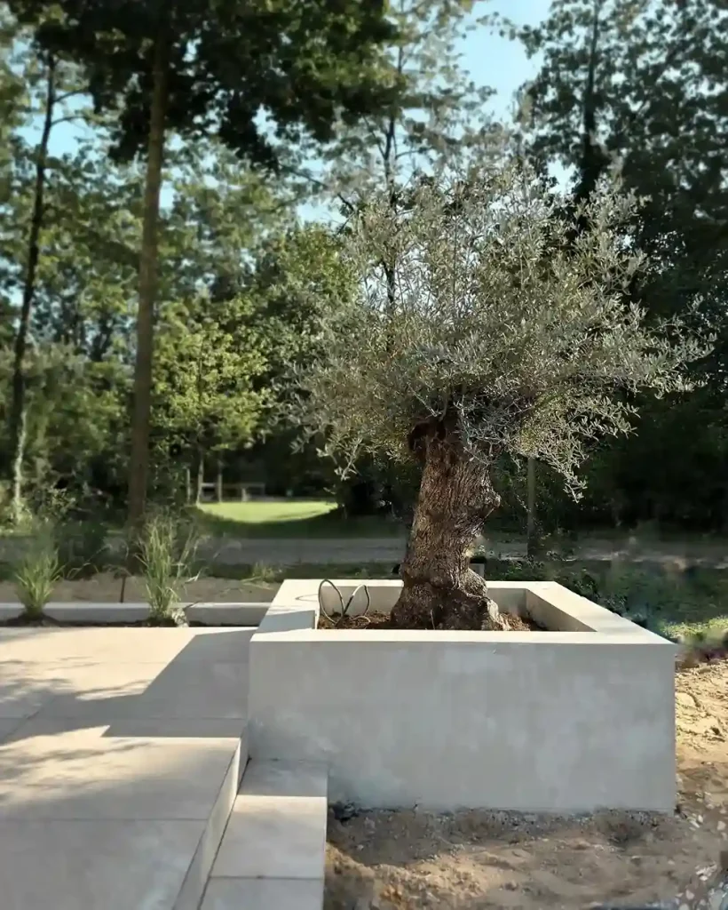 21 Olive Tree Olea europaea