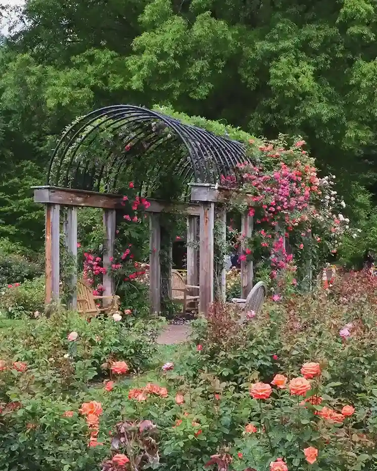 21. Rose Garden for Cutting