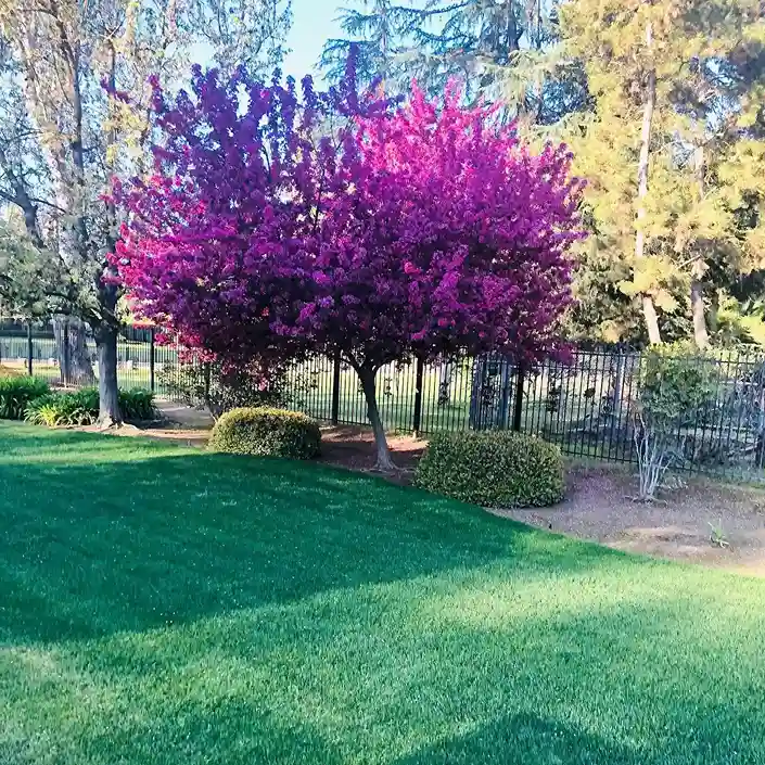 25 Crab Apple Malus sylvestris hybrids