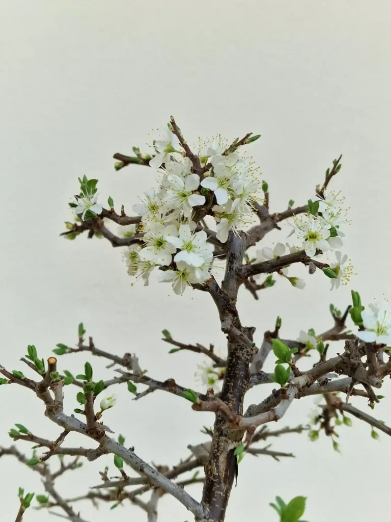 26 Sloe Prunus spinosa — Blackthorn