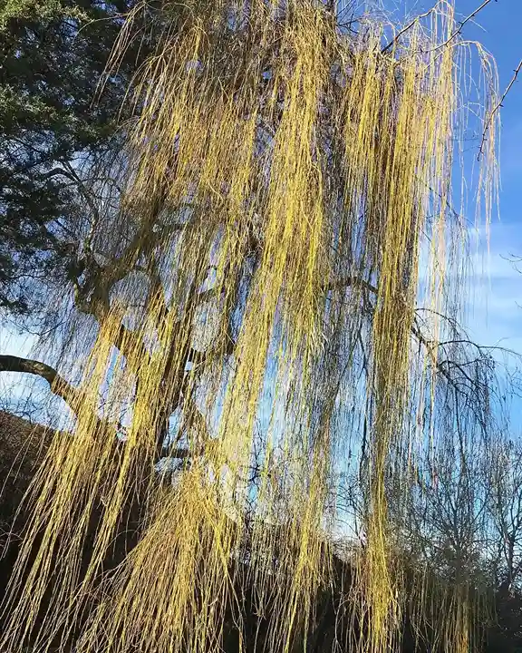 3 Golden Weeping Willow