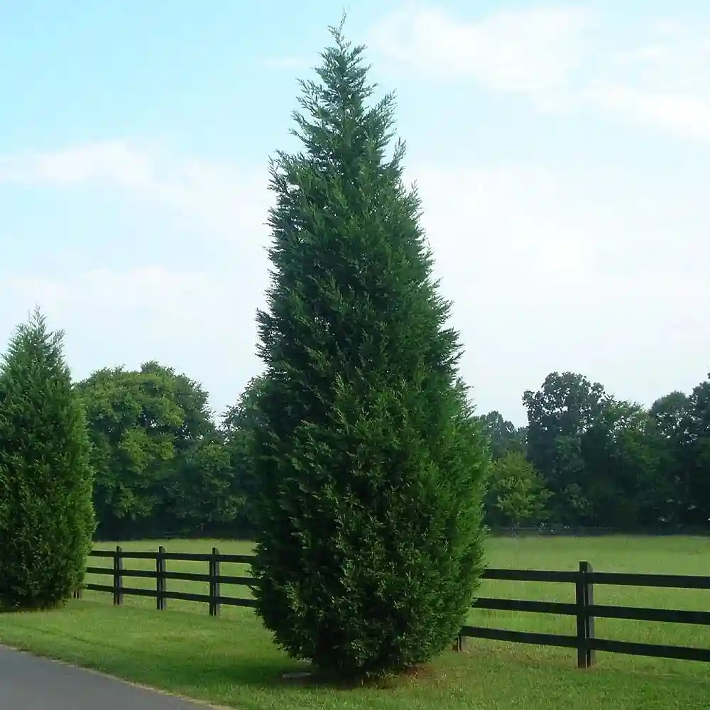 3 Green Giant Arborvitae