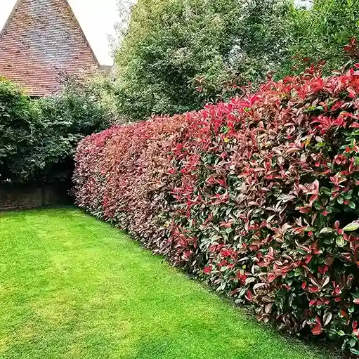 3 Photinia Photinia x fraseri Red Robin