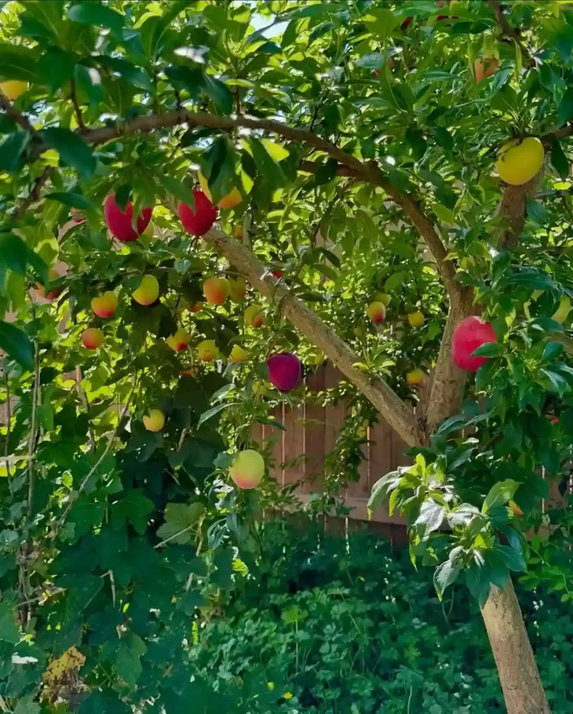 3 Plum Prunus domestica