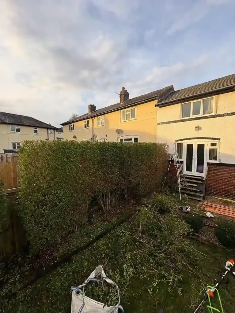 3 Privet Ligustrum ovalifolium hedge