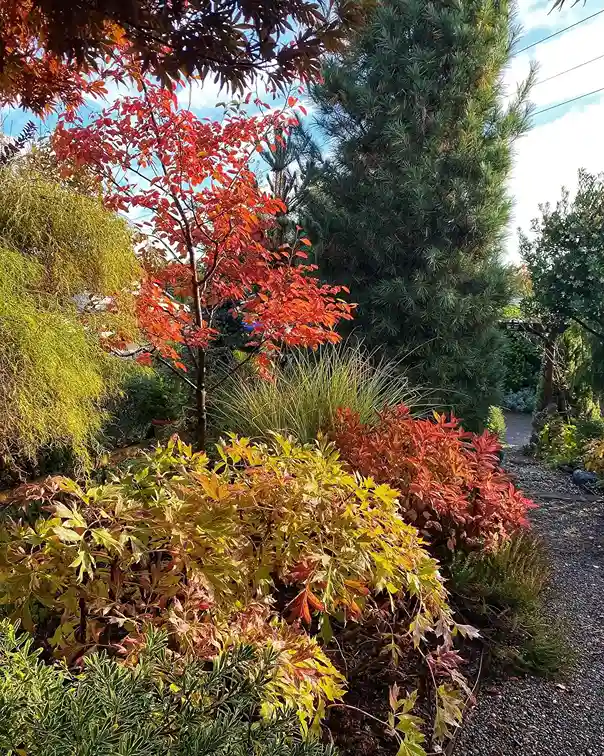 3 Trosts Dwarf Birch Betula pendula